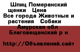 Шпиц Померанский щенки › Цена ­ 25 000 - Все города Животные и растения » Собаки   . Амурская обл.,Благовещенский р-н